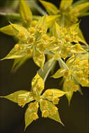 Image of Bupleurum veronense Turra