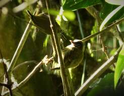 Image of Olivaceous Piculet