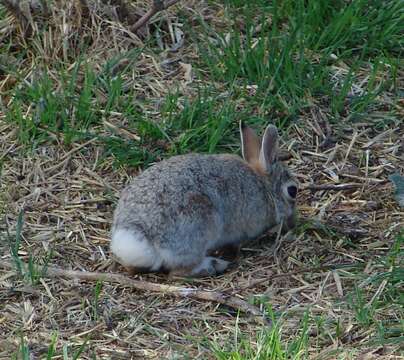 Image of Mountain Cottontail