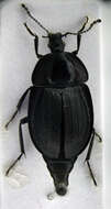 Image of Silpha (Phosphuga) atrata Linnaeus 1758