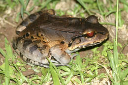 Image of Savage's Thin-toed Frog