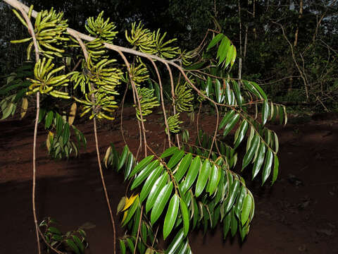 Xylopia sericophylla Standl. & L. O. Williams resmi