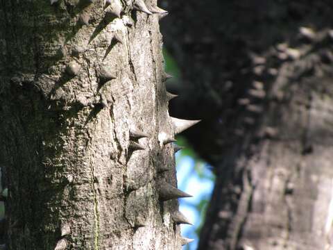 Image of Ceiba speciosa (A. St.-Hil., A. Juss. & Cambess.) P. Ravenna