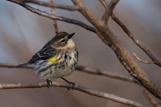 Image of Myrtle Warbler