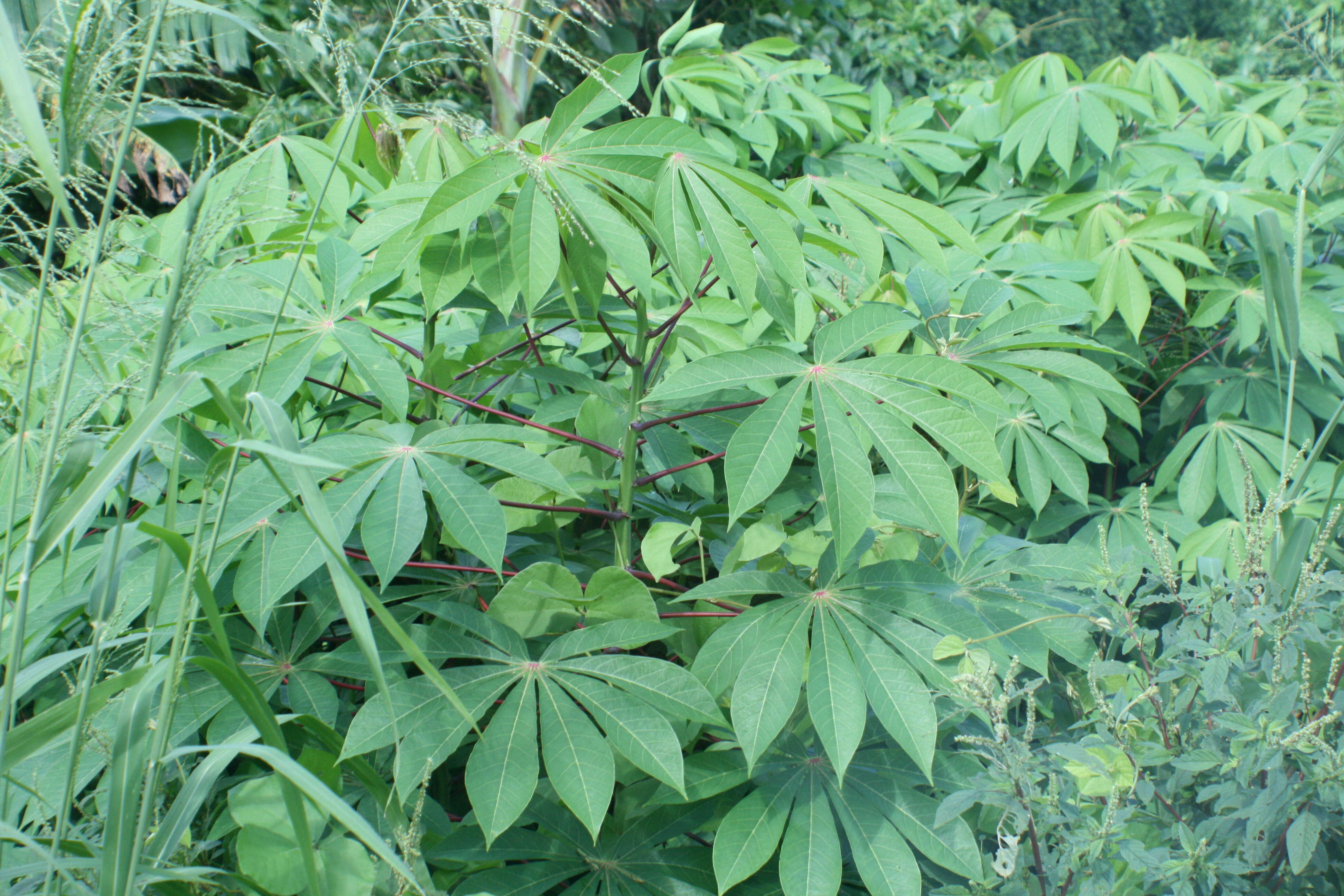 Image of cassava