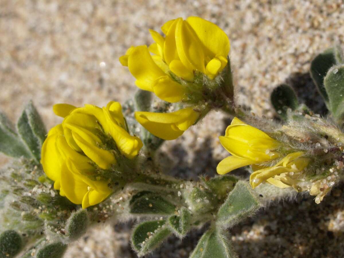 Image of Sea Medick