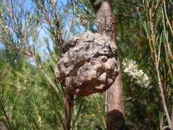 Image of Hakea propinqua A. Cunn.