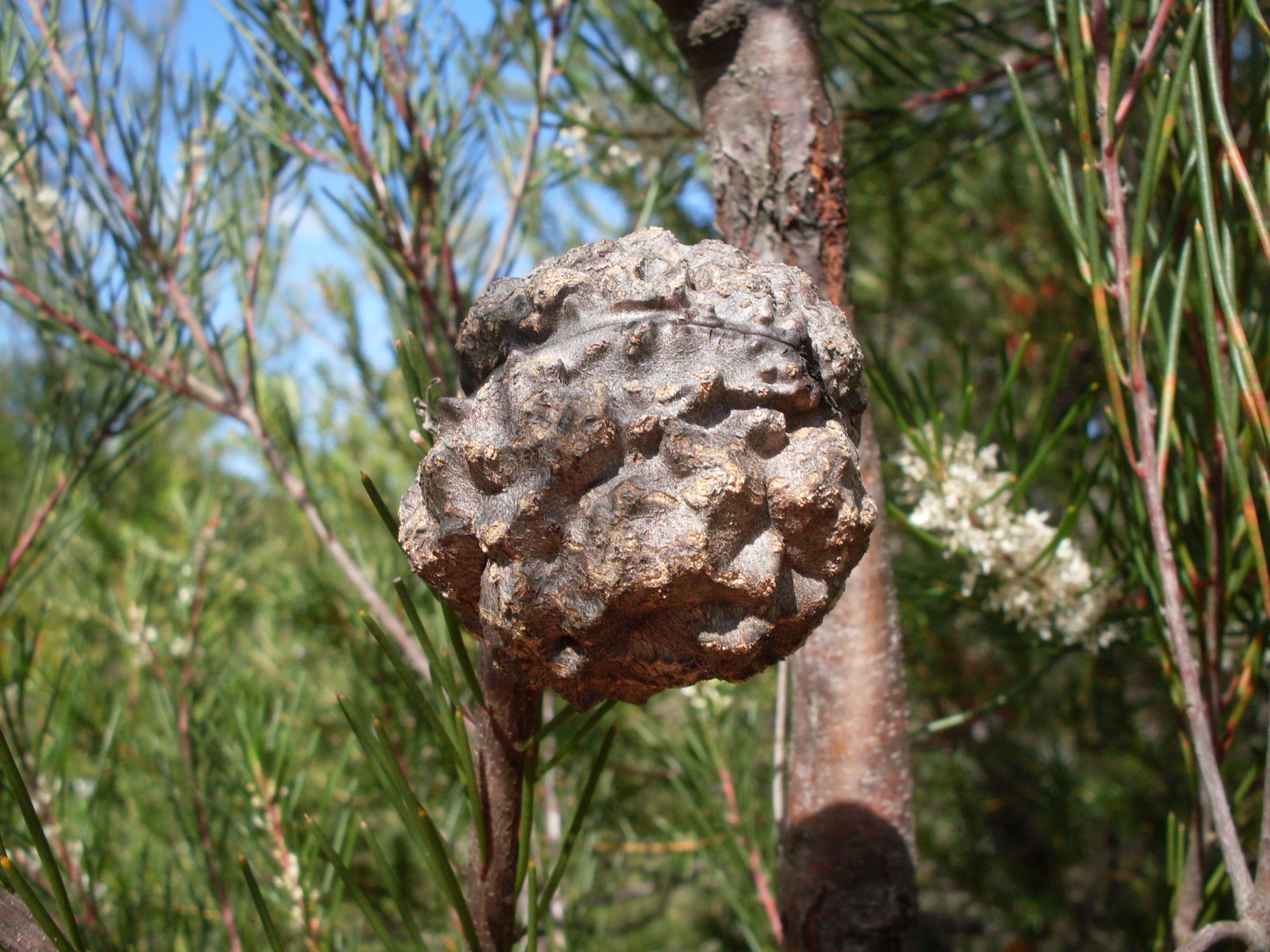 Image of Hakea propinqua A. Cunn.