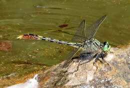 Imagem de Arigomphus Needham 1897