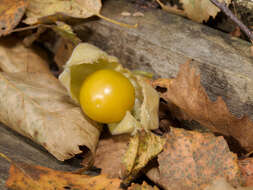 Image of groundcherry