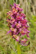 Image of Elder-flowered orchid