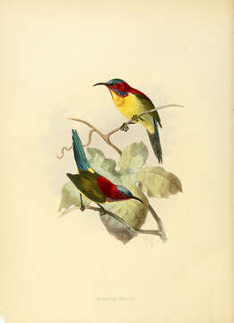 Image of Aethopyga Cabanis 1851