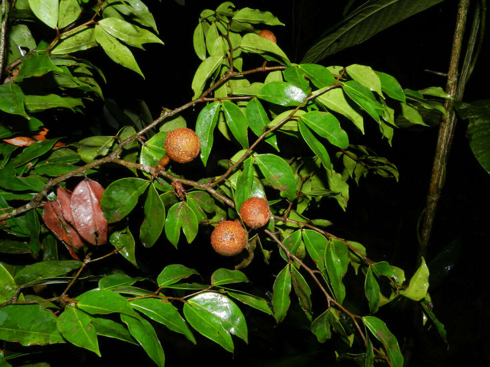 Image of Cynometra retusa Britton & Rose