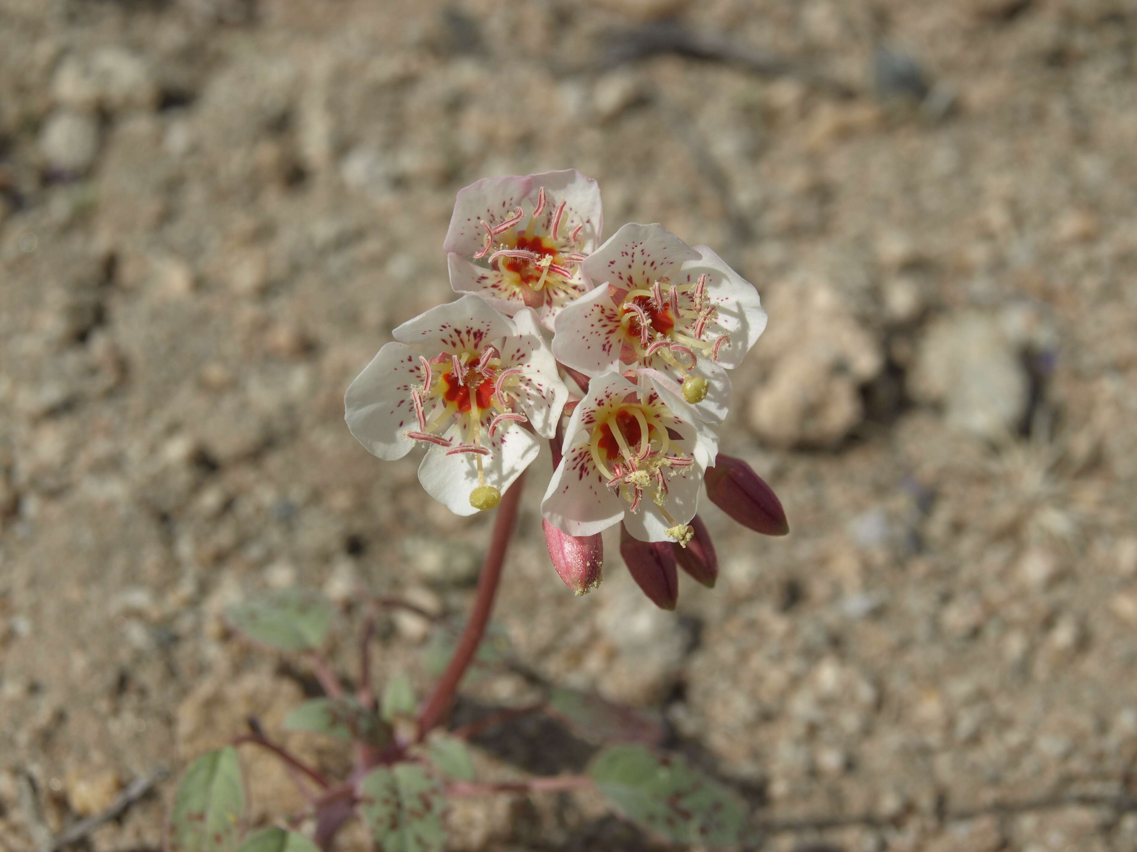 Imagem de Chylismia claviformis subsp. integrior (P. H. Raven) W. L. Wagner & Hoch