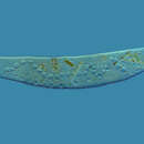 Image of Homalozoon vermiculare