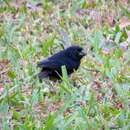 Image of Thick-billed Seed Finch