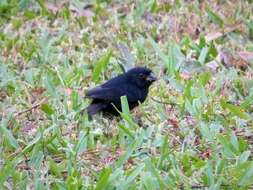 Image of Thick-billed Seed Finch