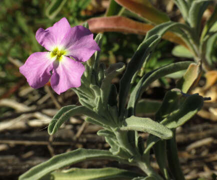 Image of Malcolmia littorea (L.) W. T. Aiton