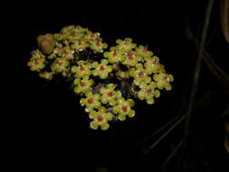 Image of Euphorbia sinclairiana Benth.