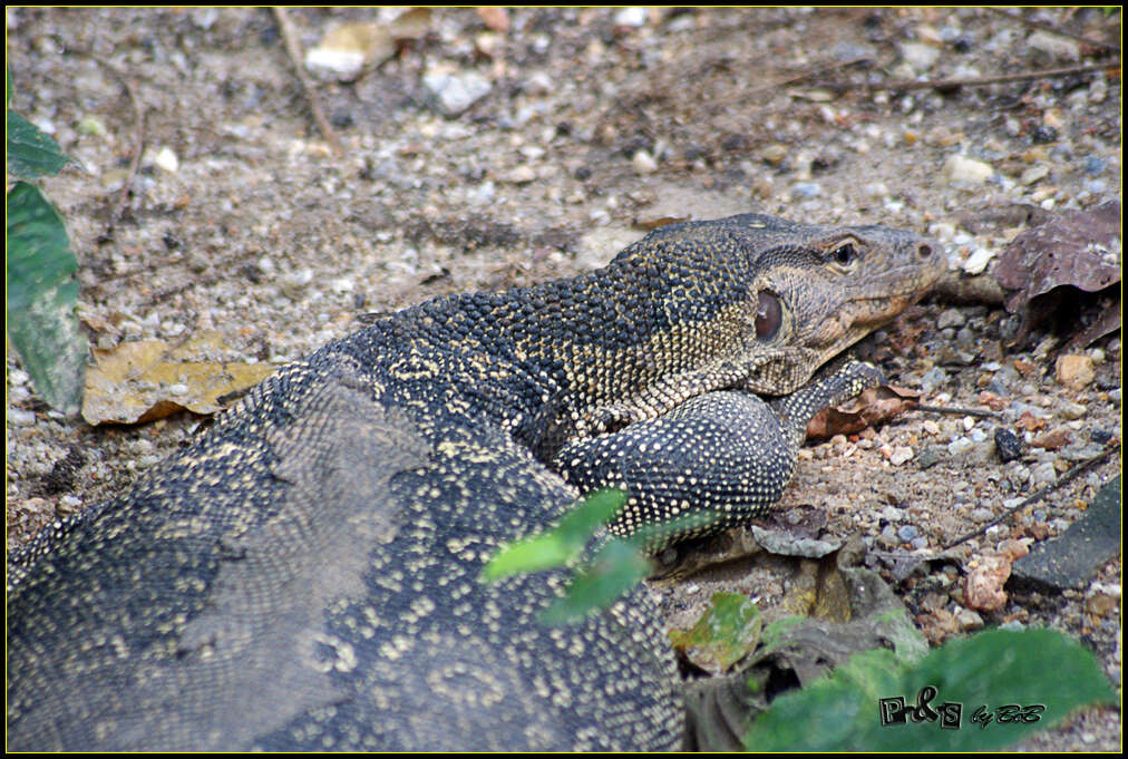 Image de Varanus salvator salvator (Laurenti 1768)