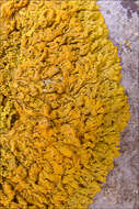 Image of orange wall lichen