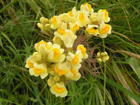 Image of Common Toadflax