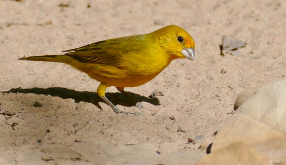 Image of Saffron Finch