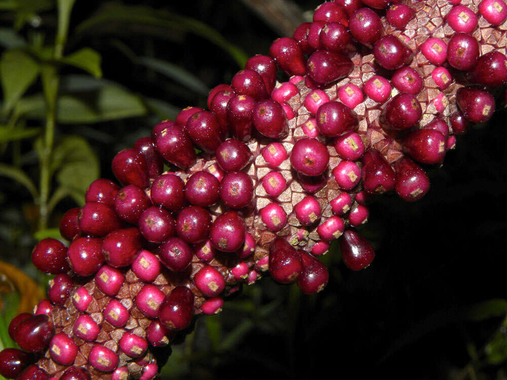 Image of Anthurium clavigerum Poepp.