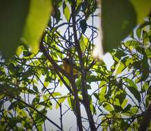 Image of Tropical Parula