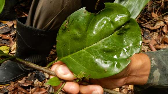 Image de Tournefortia bicolor Sw.