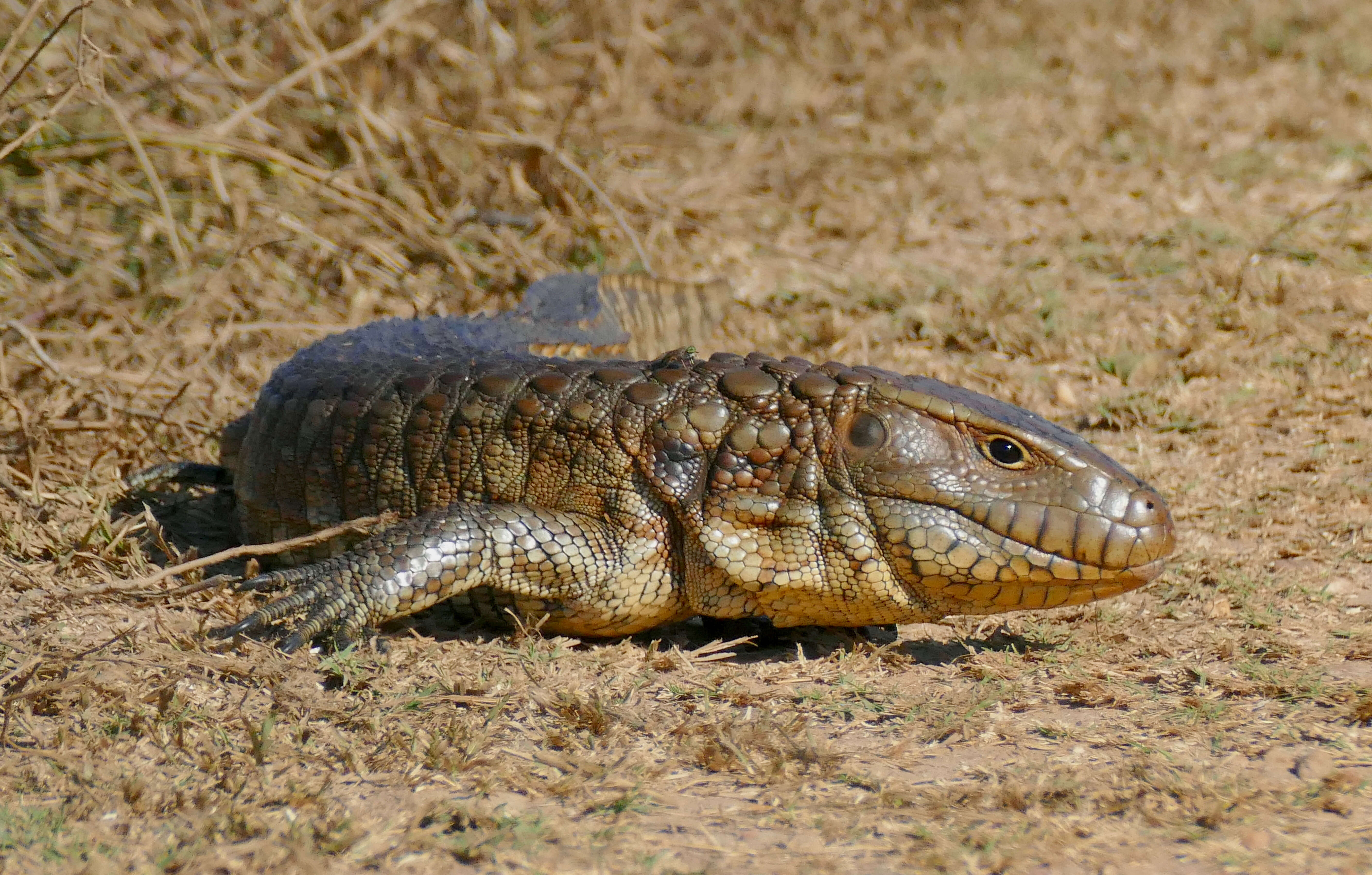 Image of Paraguay Caiman Lizard