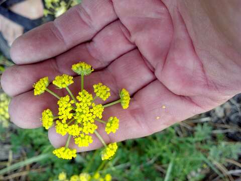 Image of springparsley