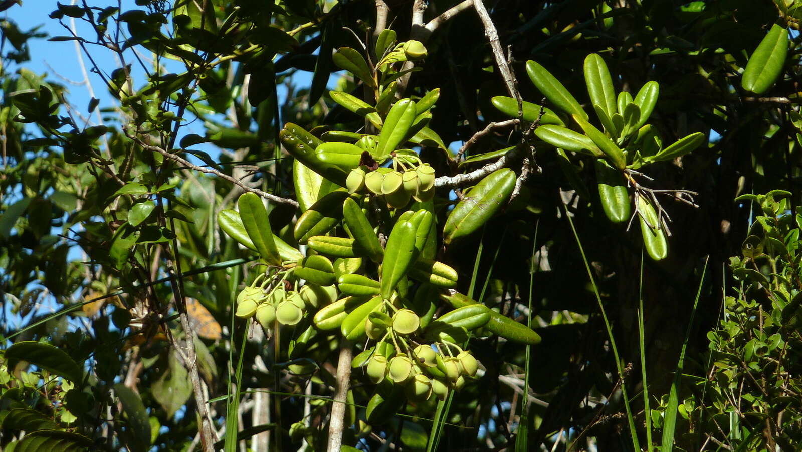 Plancia ëd Davilla sessilifolia Fraga