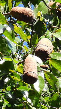 Image of Cariniana legalis (Mart.) Kuntze