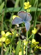 Plancia ëd Plebejus acmon (Westwood (1852))