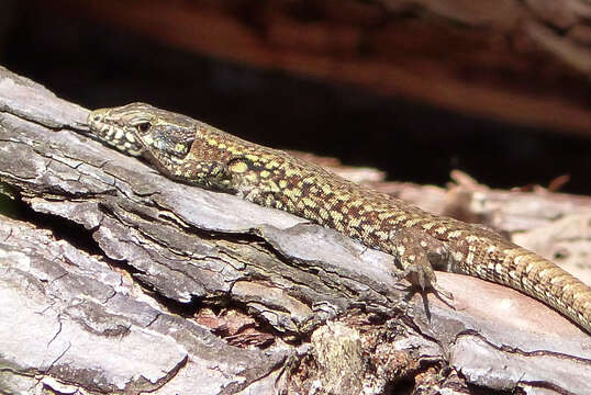 Image of Common wall lizard