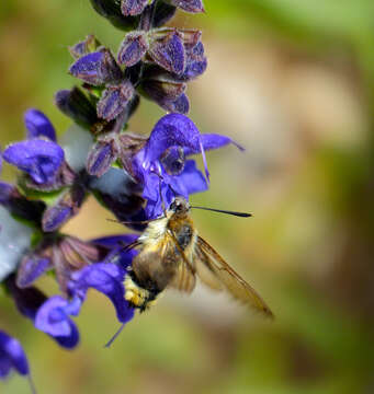 Image de sphinx bourdon