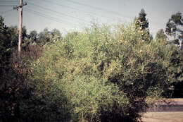 صورة Eremophila polyclada (F. Muell.) F. Muell.