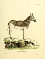 Image of zebra