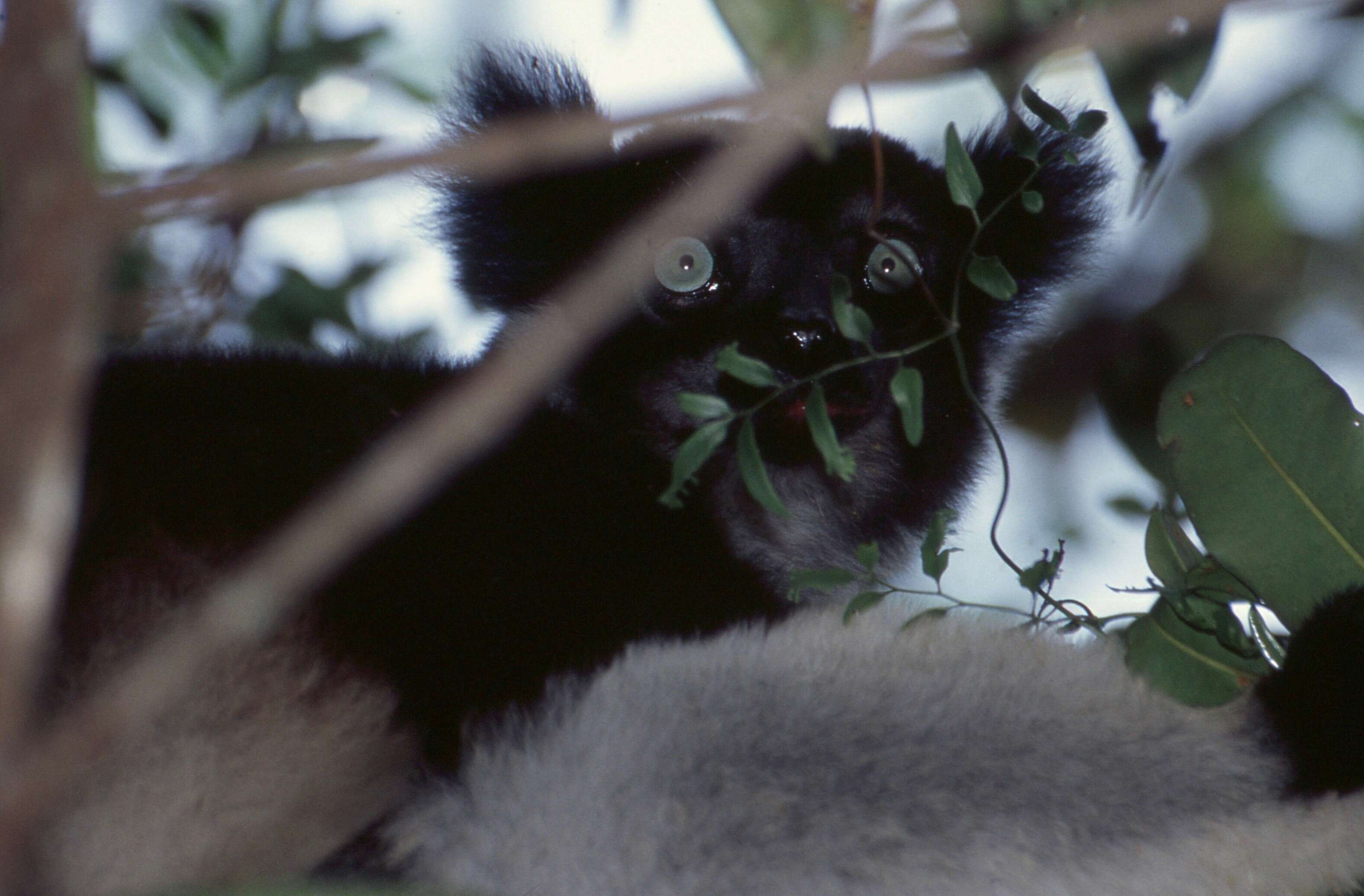 Image of indris, sifakas and woolly lemurs