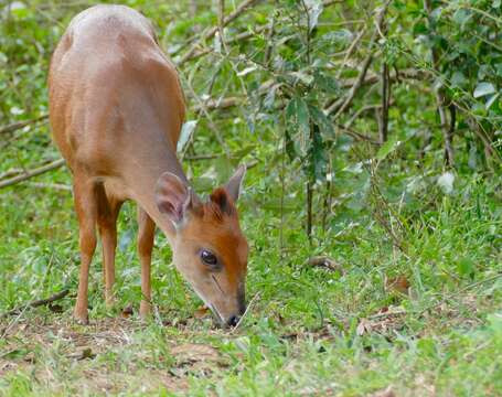 Image of Natal Duiker