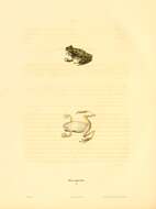 Image of hylid frogs