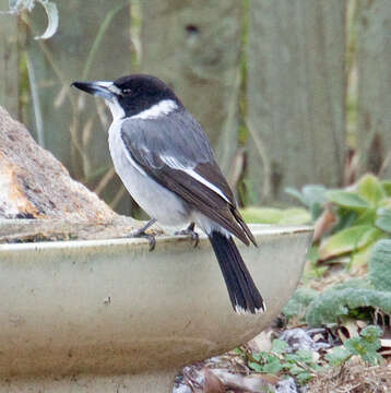 Image of Grey Butcherbird