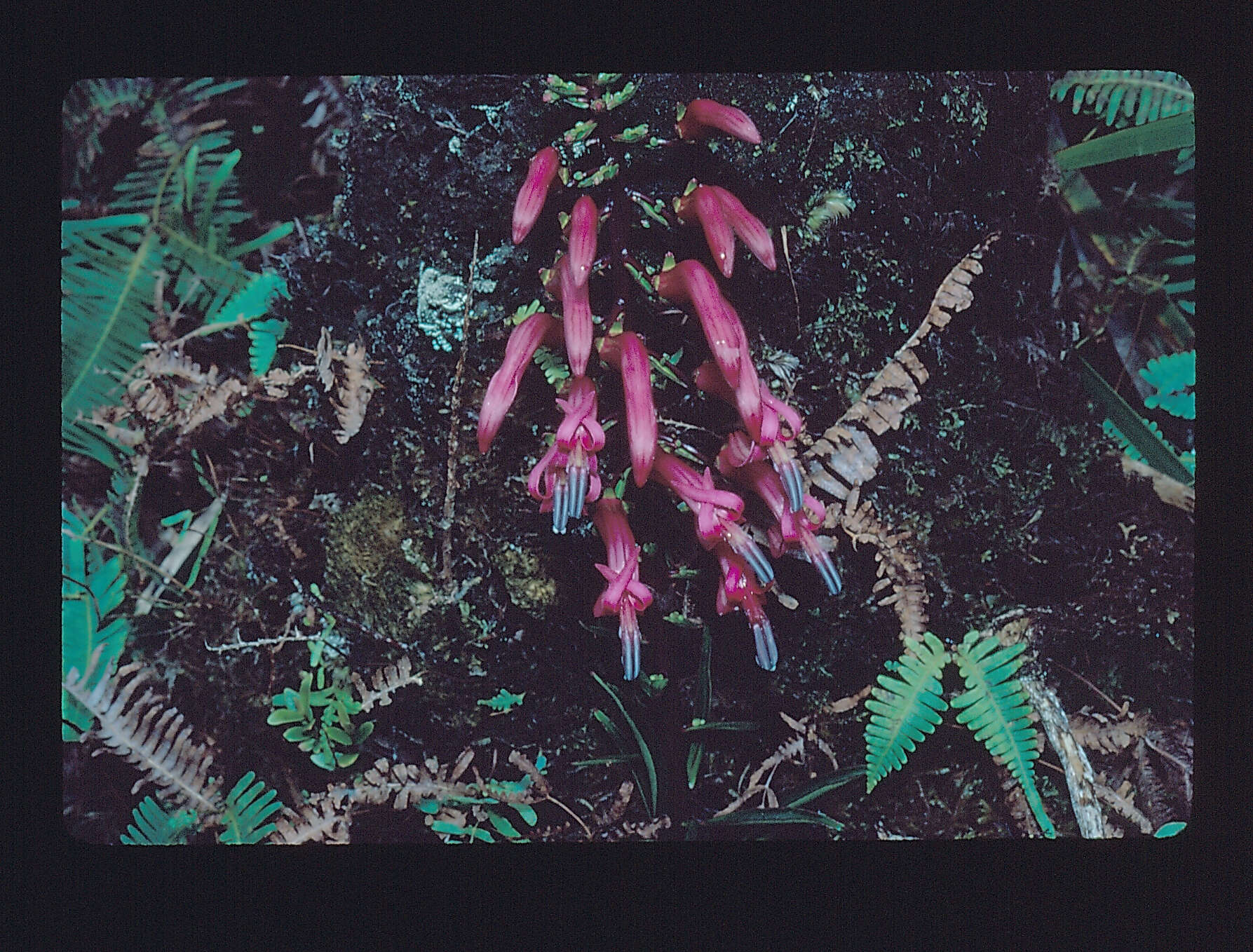 Image of false lobelia