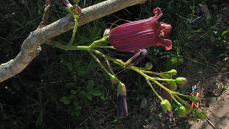 Imagem de Jacaranda jasminoides (Thunb.) Sandwith