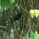 Image of Glossy Antshrike