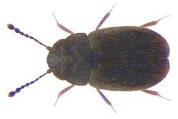 Image of featherwing beetles