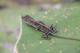 Image of Anolis armouri (Cochran 1934)