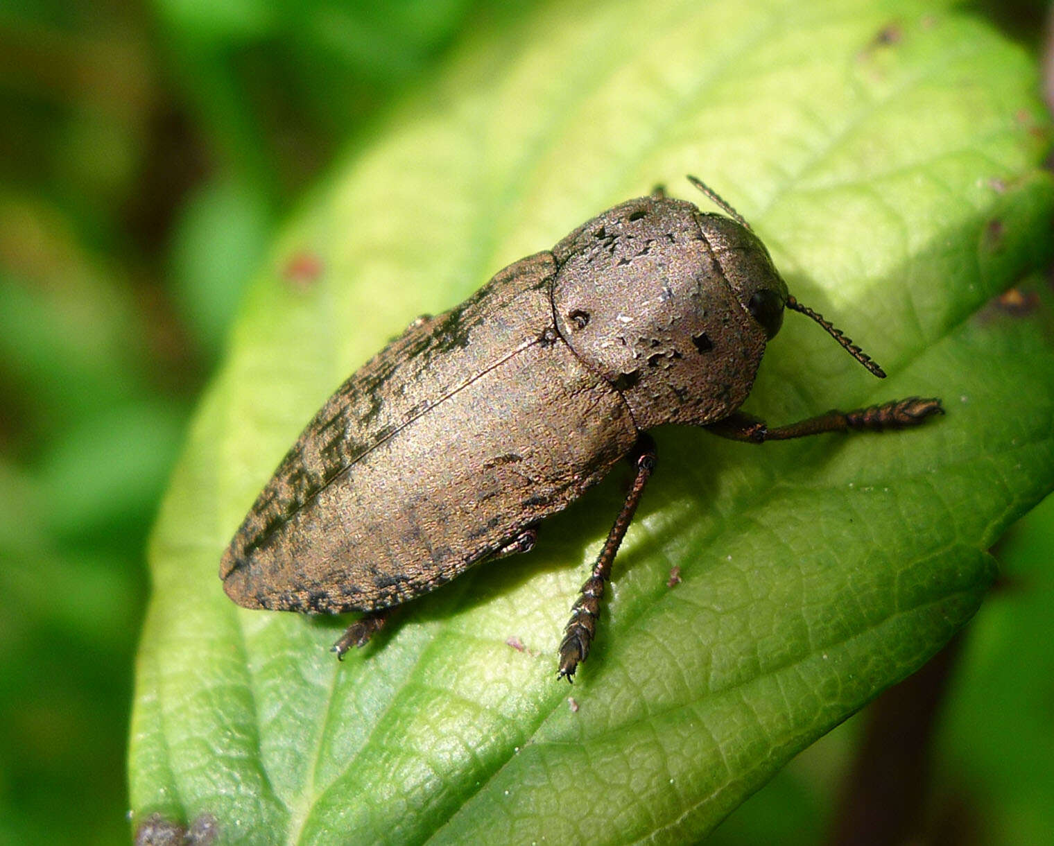 Image of Capnodis