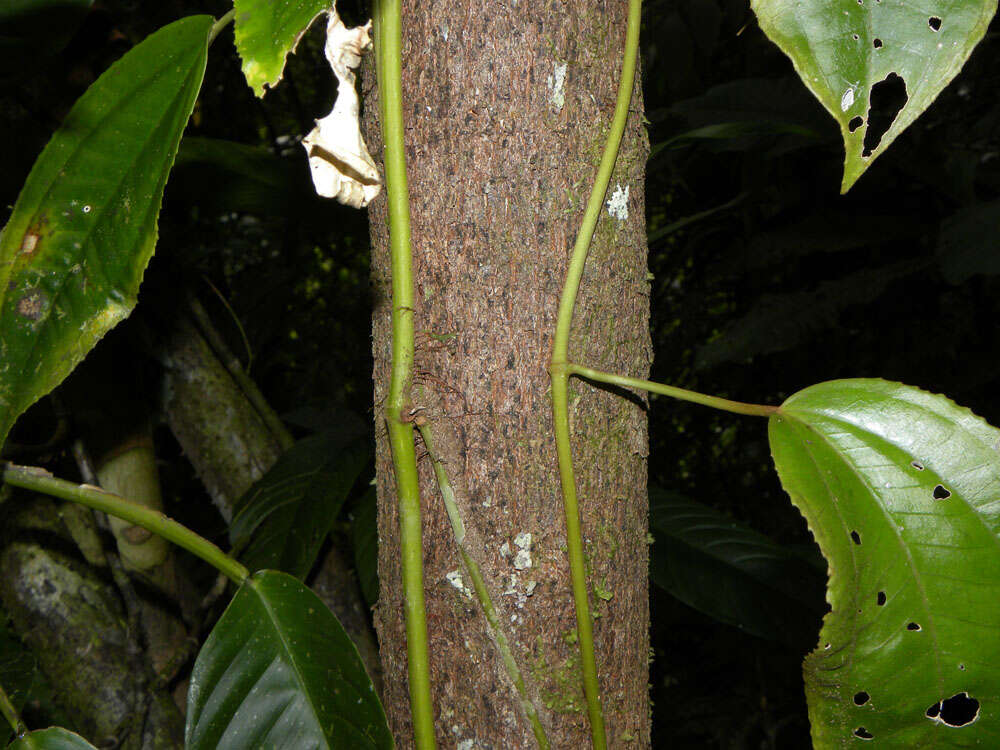 Image of Erythroxylum macrophyllum Cav.